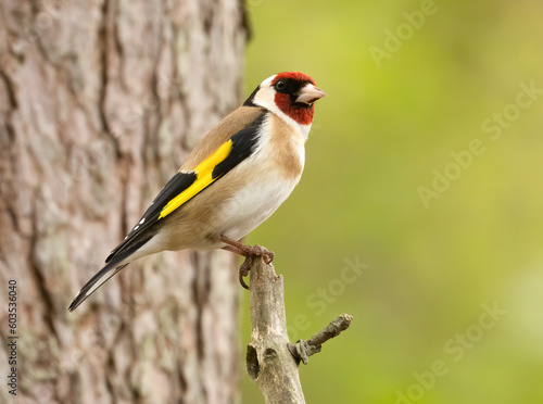 Beautiful and colourful goldfinch small bird in the woodland with natural green background 