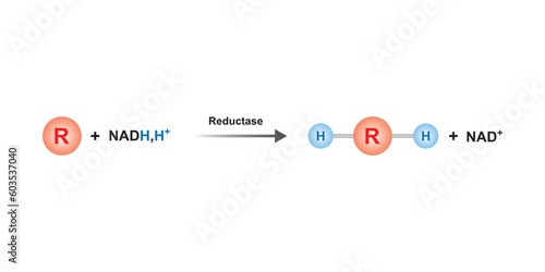 Reductase Enzyme Function Concept Design. Vector Illustration. photo