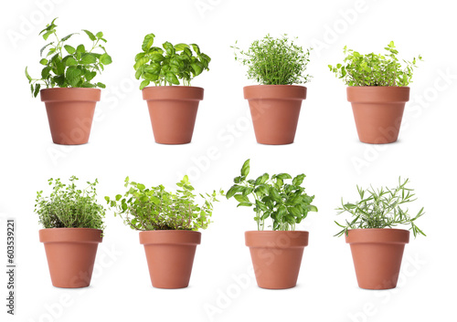 Collage with different herbs growing in clay pots isolated on white. Thyme, oregano, lemon balm, basil and rosemary