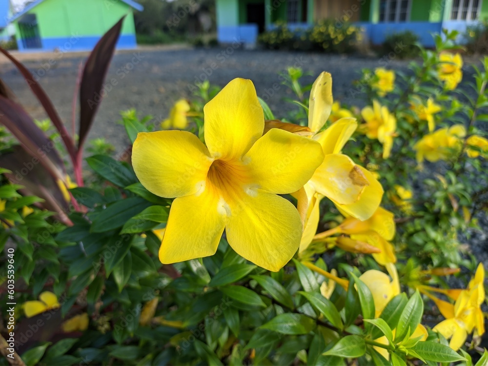 Obraz premium allamanda cathartica flower in the morning