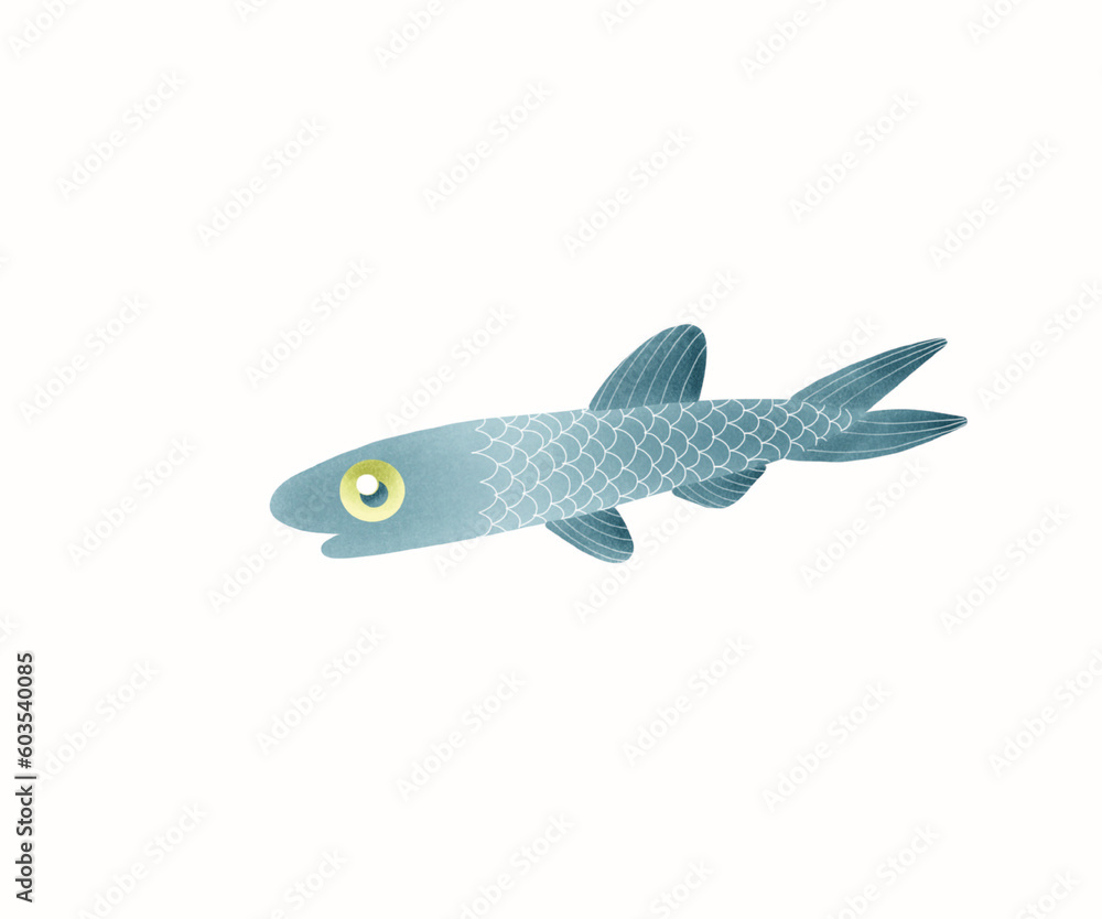 fish on a white background fish on a white background