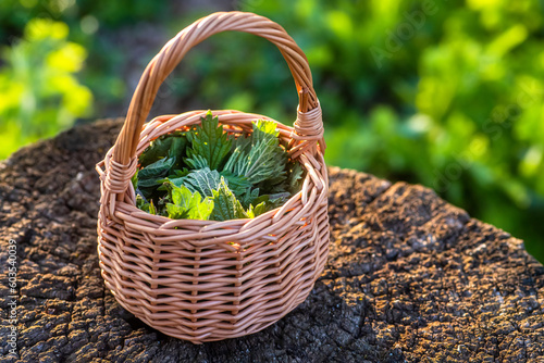 Fresh nettles. Basket with freshly harvested nettle plant. Urtica dioica, often called common nettle, stinging nettle, or nettle leaf. first spring vitamins. Ingredient of vitamin salad. photo