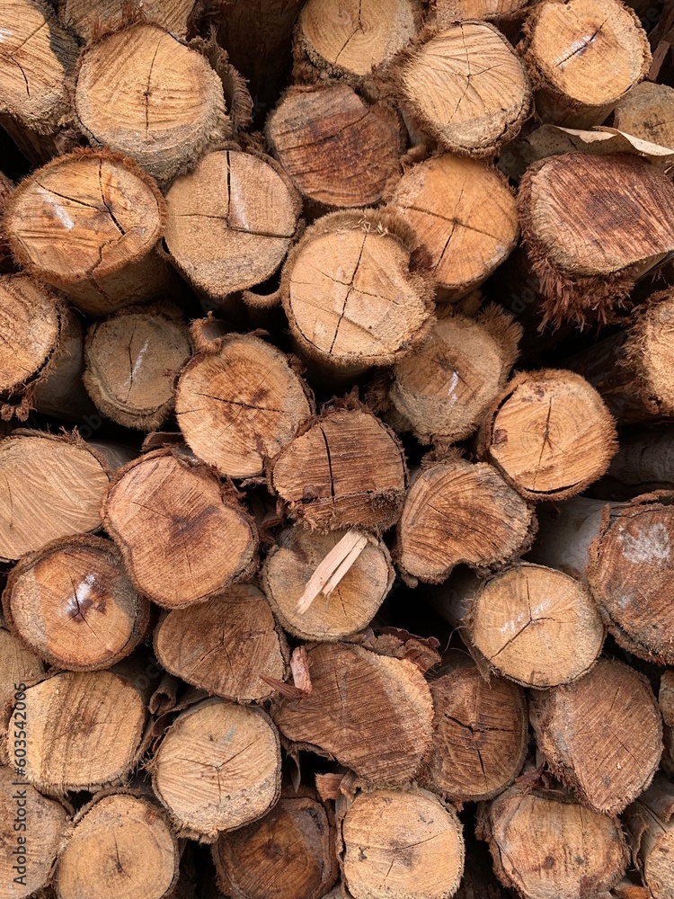 A vertical image of tree truck background A vertical image of tree truck background