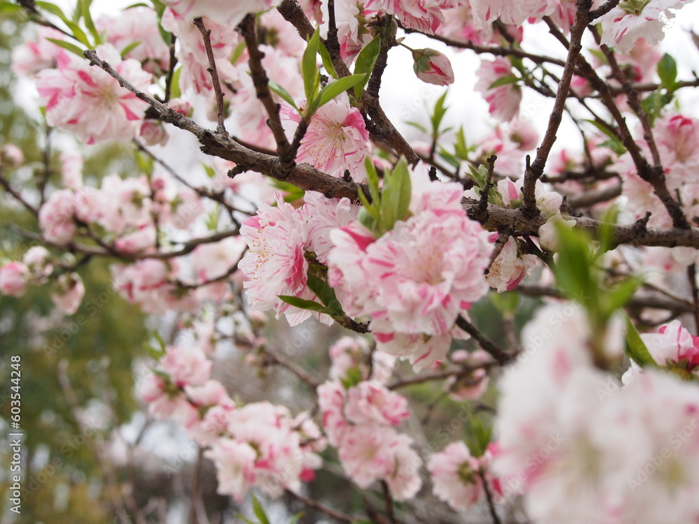 花桃 花桃