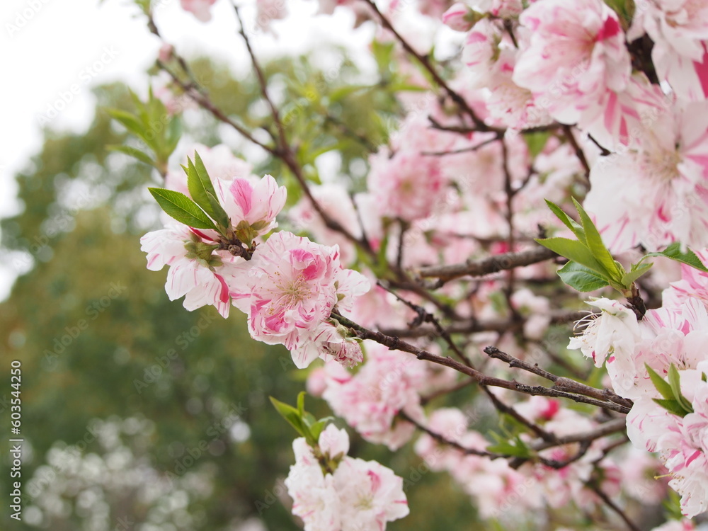 花桃