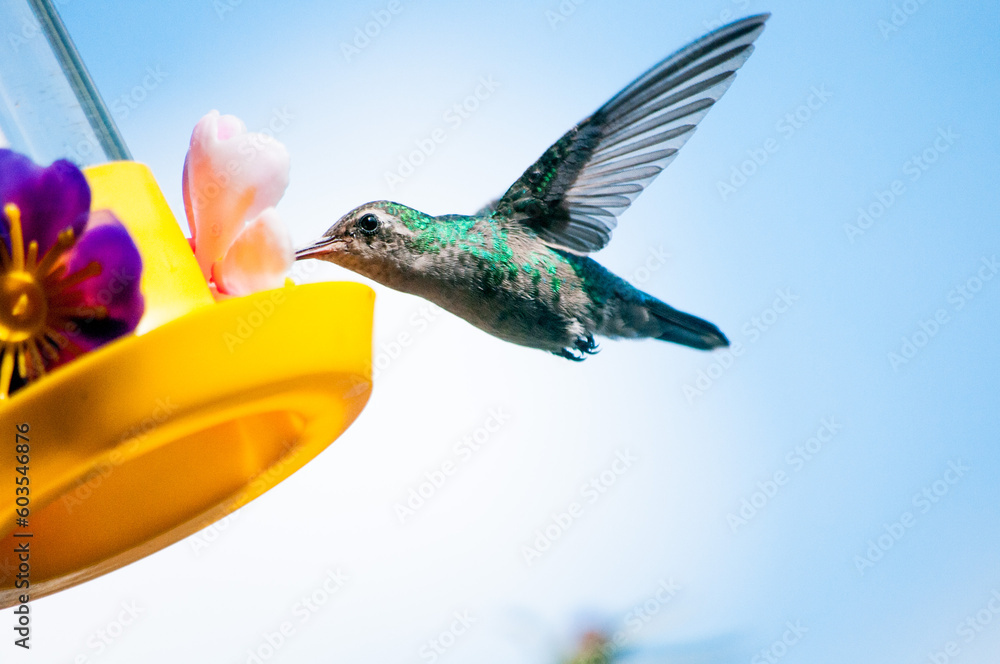 Fototapeta premium Beija Flor