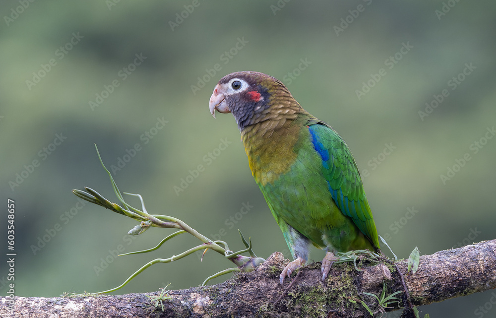 close view of a brown-hooded parrot perched on a branch