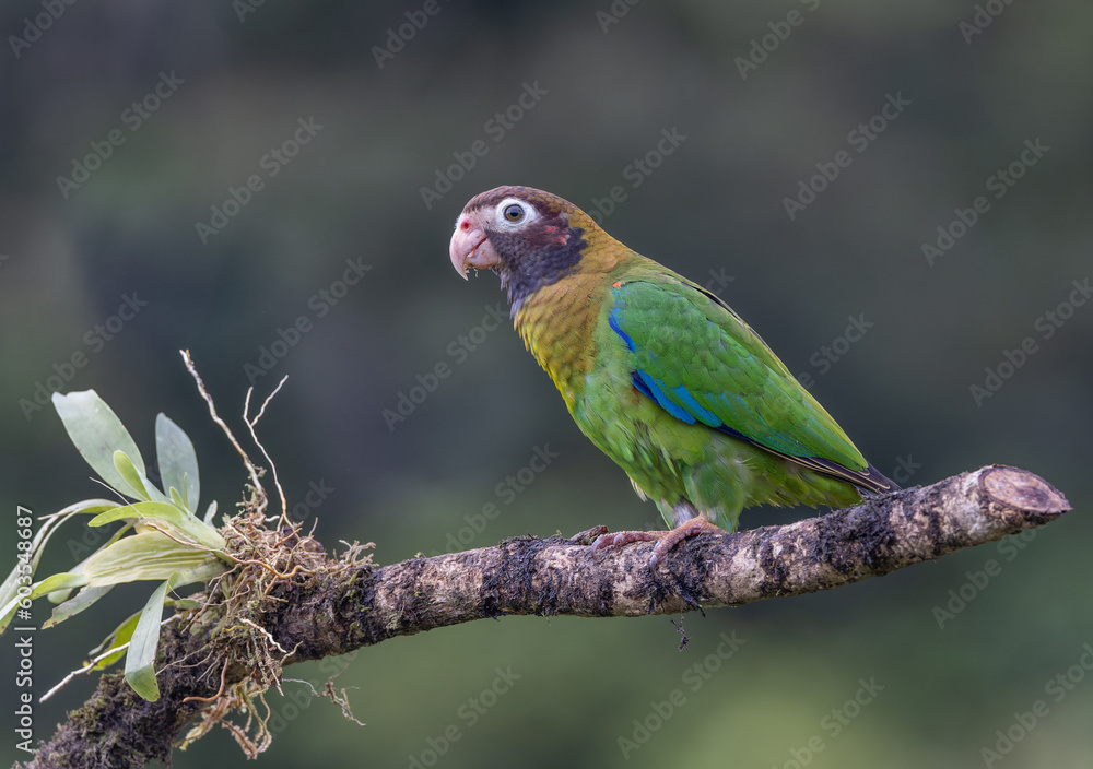 side view of a brown-hooded parrot perched on a branch