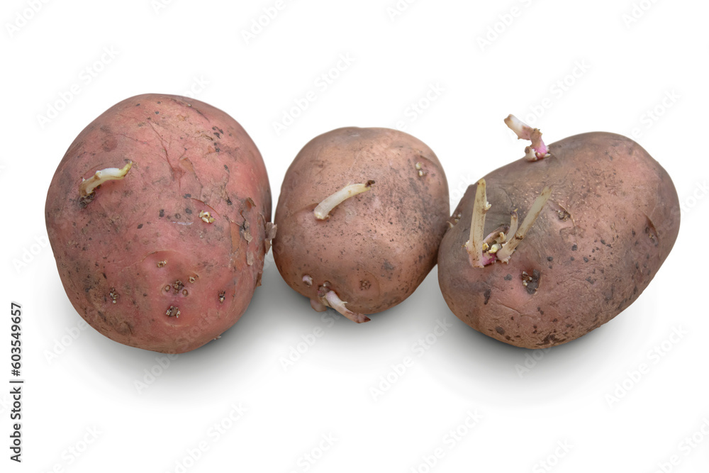 Old potatoes with sprouted sprouts Isolated on transparent background Old potatoes with sprouted sprouts Isolated on transparent background