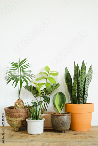plants for home decoration