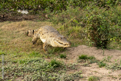 Orinoco Crocodile, crocodylus intermedius, Adult emerging from Water, Los Lianos in Venezuela © vaclav