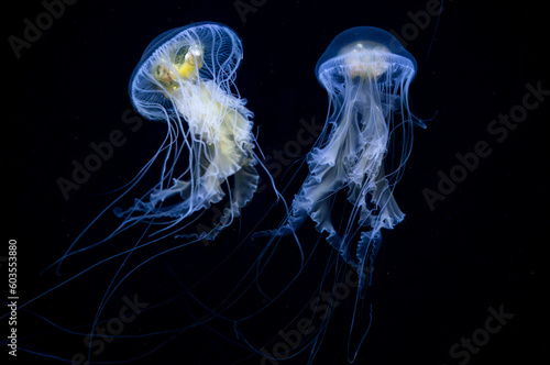 A pair of egg yolk jellyfish in the aquarium at Baltimore, Maryland against a black background photo