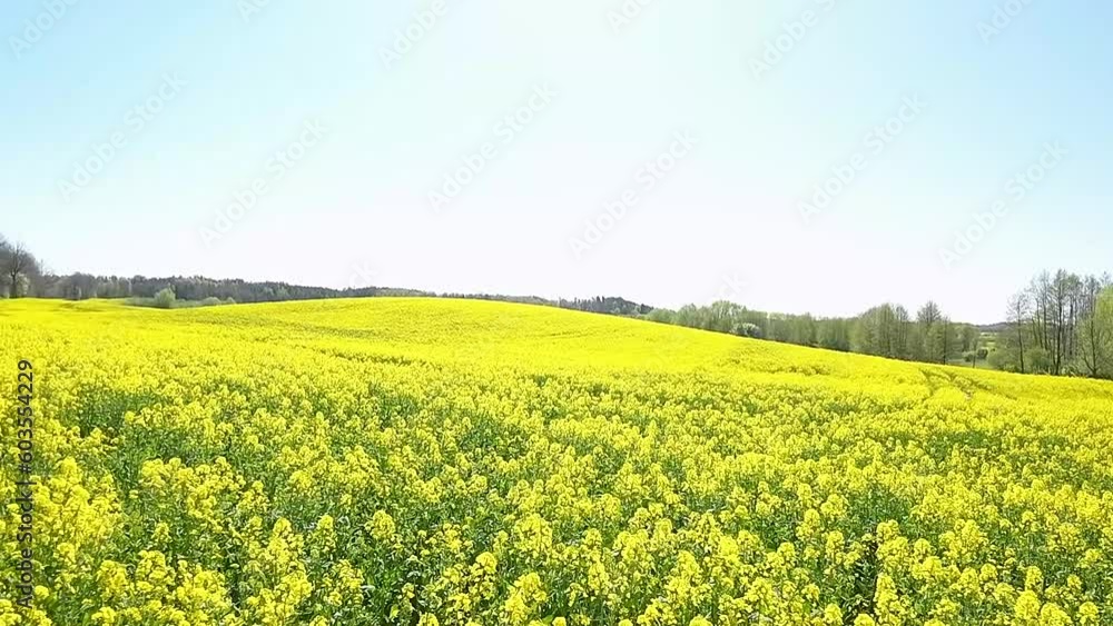 Slow flying over blooming rapeseed canola field Slow flying over blooming rapeseed canola field
