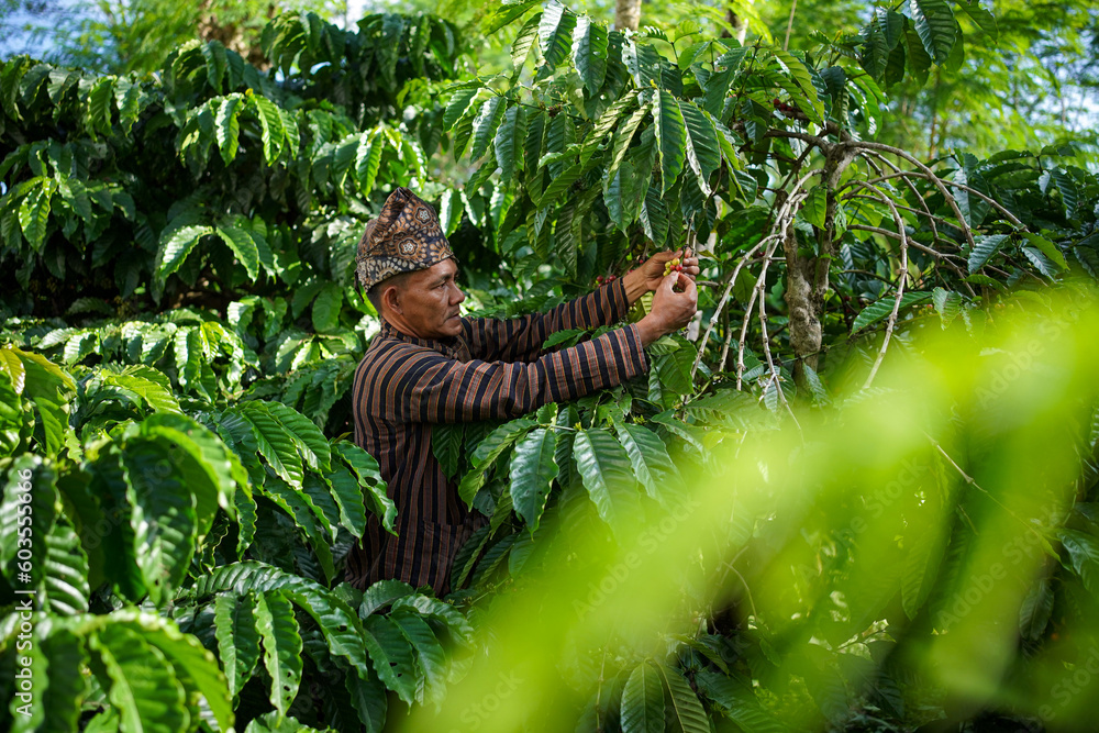 An Indonesian coffee farmer wearing local traditional clothing picking ripe coffee beans