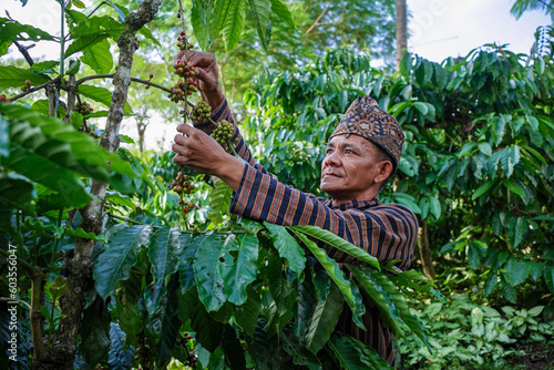 An Indonesian coffee farmer wearing local traditional clothing picking ripe coffee beans