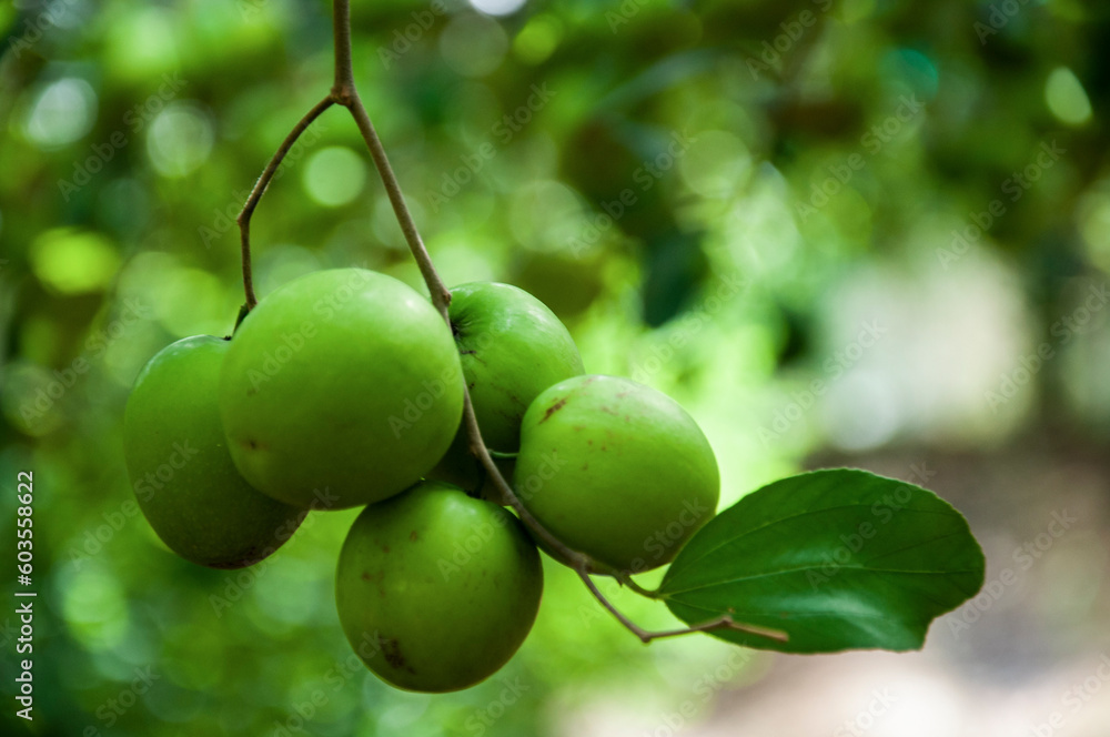bunch of green vietnamese apples in the garden,
Vietnam's agriculture before the pandemic was developing very rapidly. Green apples in Ninh Thuan are characterized by a small appearance, and sweet