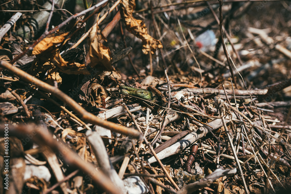 Portrait of a a young green sand lizard enjoys the evening sun on some spring sun on the grass Portrait of a a young green sand lizard enjoys the evening sun on some spring sun on the grass