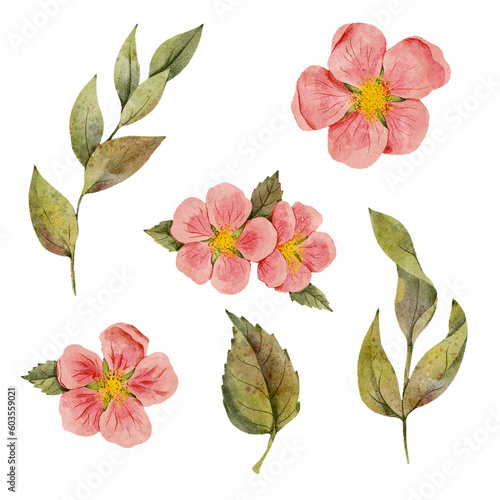watercolor drawing floral set of flowers and leaves, wild rose isolated at white background, natural elements, hand drawn botanical illustration