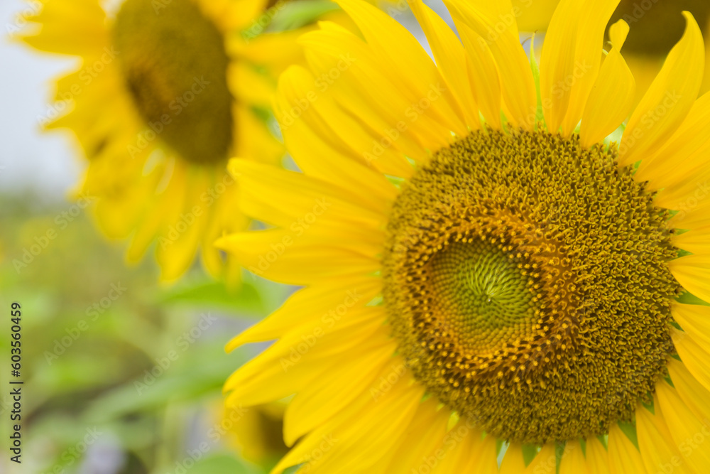 Yellow sunflowers and beautiful petals in the garden of Bangkok, Thailand