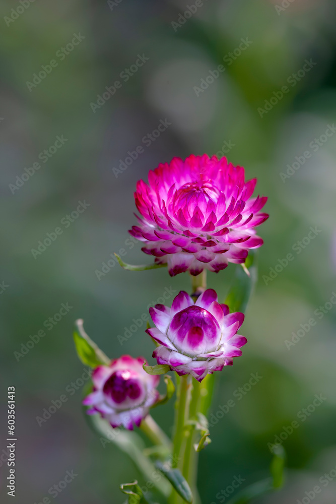 Many colorful Straw flowers are planted lined up beautifully. Many colorful Straw flowers are planted lined up beautifully.