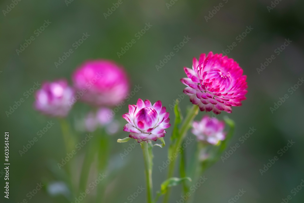 Many colorful Straw flowers are planted lined up beautifully. Many colorful Straw flowers are planted lined up beautifully.