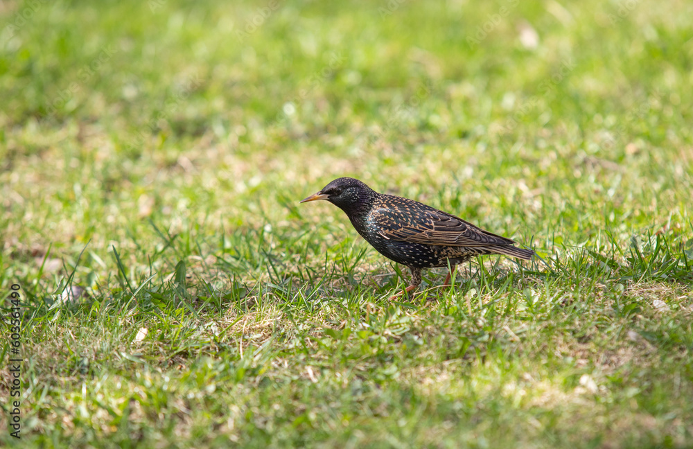 Common starling walking on green grass in search of food. Common starling walking on green grass in search of food.