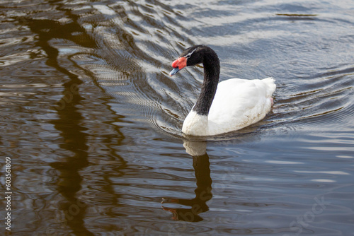 black and white swans swim in the pond in spring