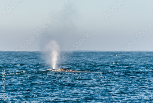 Detail of a surfacing grey whale blowing a plume of water vapour into the air.