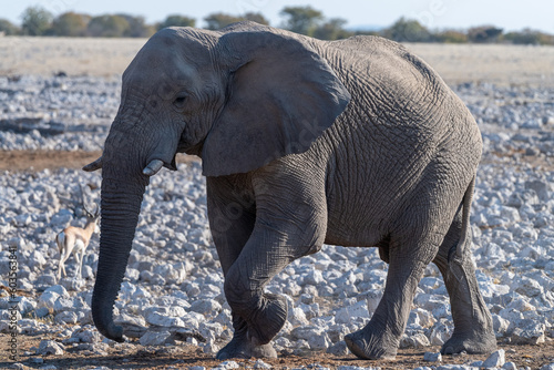 Telephoto shot of one African Elephant -Loxodonta Africana- approaching a waterhole in Etosha National Park  Namibia.