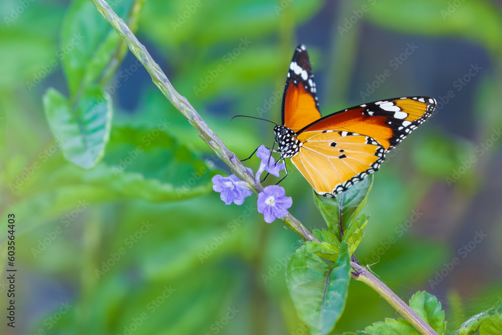 Obraz premium Beautiful African monarch butterfly closeup photograph, sipping nectar from wildflowers in the meadow.