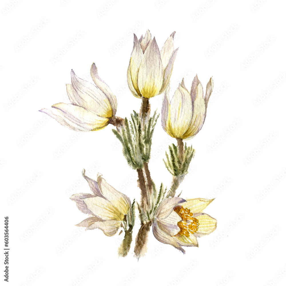watercolor drawing anemone flowers of isolated at white background, natural elements, hand drawn botanical illustration