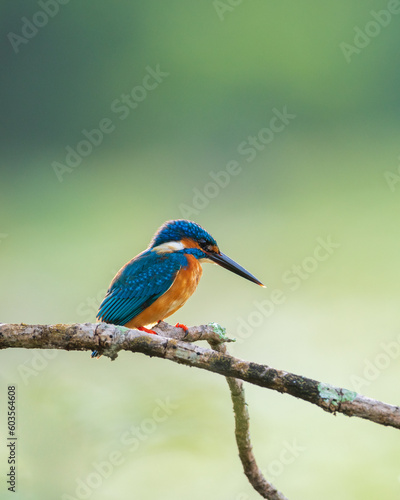 Beautiful Close-up portrait shot of a kingfisher bird. Common Kingfisher perch against the natural soft bokeh background. Morning backlit conditions. © nilanka