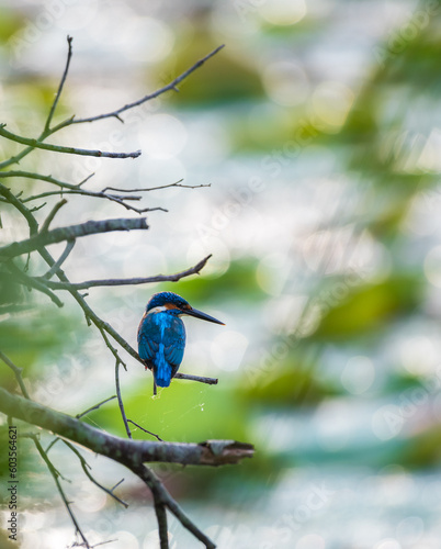 Beautiful kingfisher bird resting on a branch, morning soft light shines the lake water, glowing natural bokeh background,