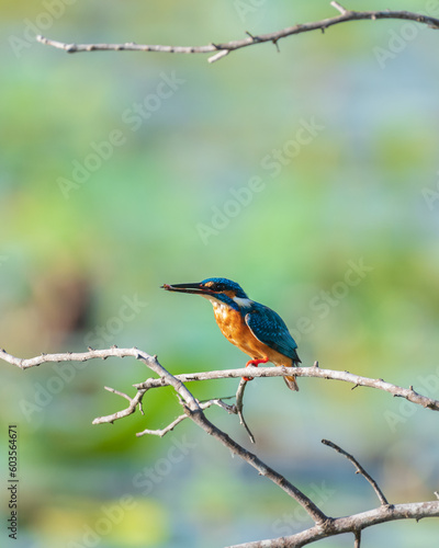 Common Kingfisher swallowing a small fish, perch in a bare tree branch above the lake with small fish between the beaks.