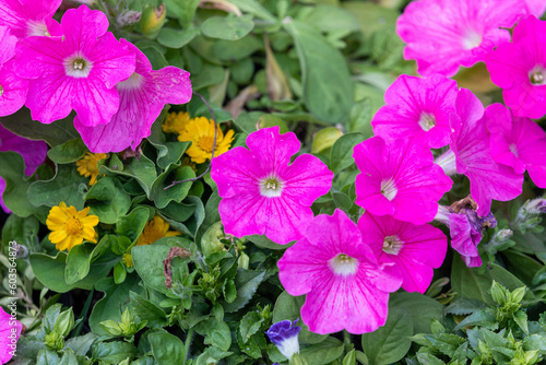 Petunia in full bloom in a flower bed. purple petals