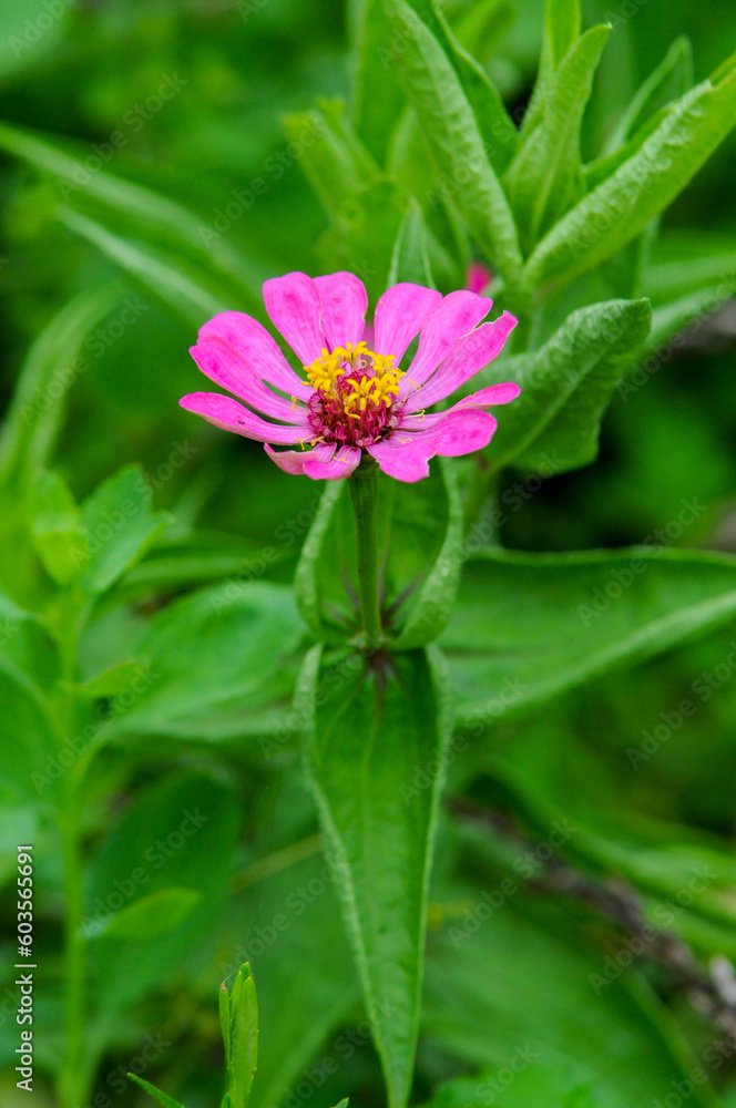 Pink flower with green leaves in the garden Pink flower with green leaves in the garden