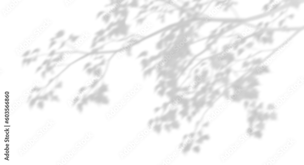 Realistic tree branches shadow blur isolate on transparent backgrounds 3d render - obrazy, fototapety, plakaty 