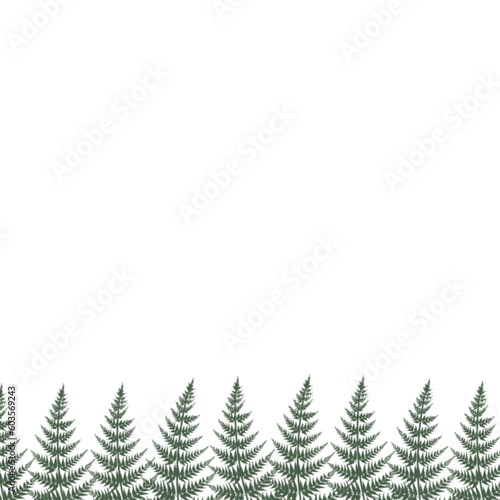 green fern border © ไพลิน สุนทรวัตร์
