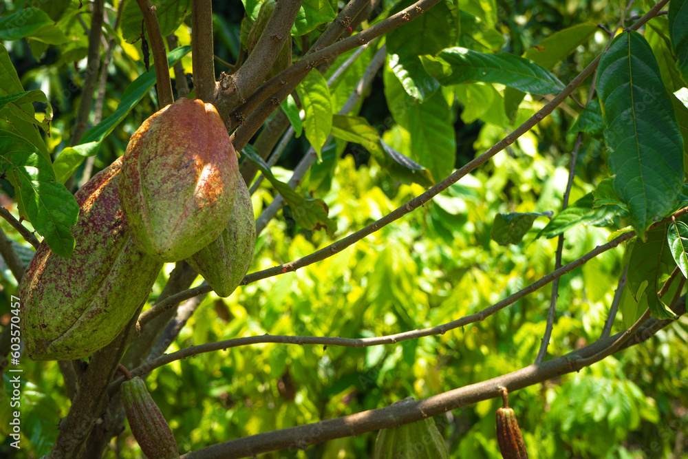 Cocoa tree plantation in harvest Cocoa tree plantation in harvest