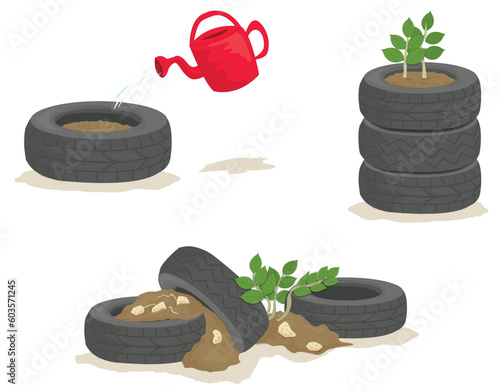 Colour cartoon of potato planting in old tyres