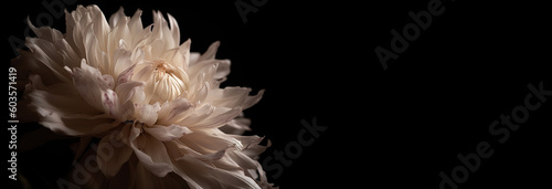 White Chrysanthemum flower on black background, banner. Generative AI © Valkantina