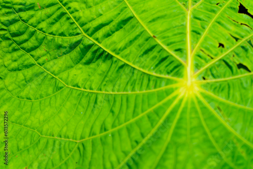 Green tree leaf texture for background