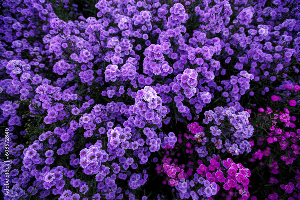 top view pink and purple margaret flower garden top view pink and purple margaret flower garden