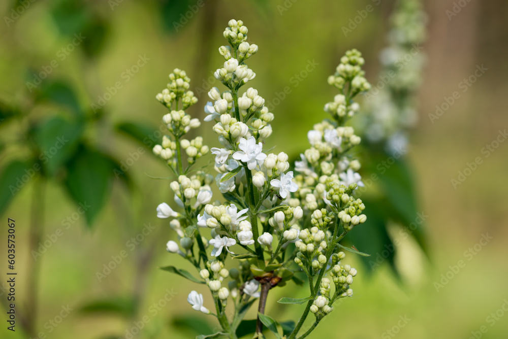 white lilac flowers closeup selective focus white lilac flowers closeup selective focus