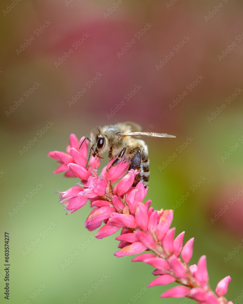 Bee - Apis mellifera - pollinates the princess-feather - Persicaria orientalis Bee - Apis mellifera - pollinates the princess-feather - Persicaria orientalis