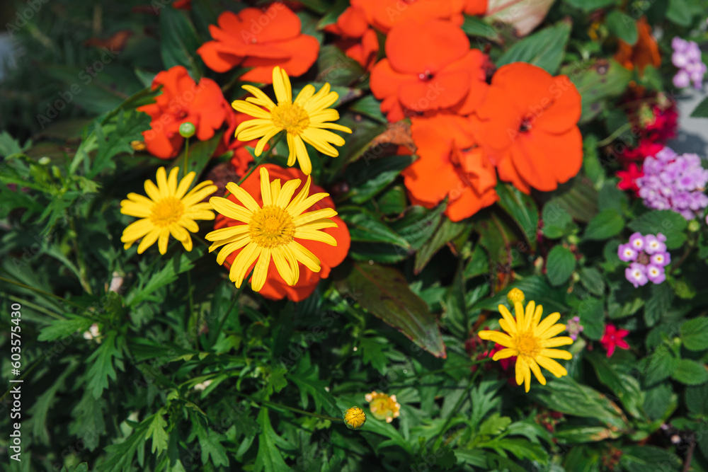 purple, yellow and red flowers in the garden, green leaves purple, yellow and red flowers in the garden, green leaves
