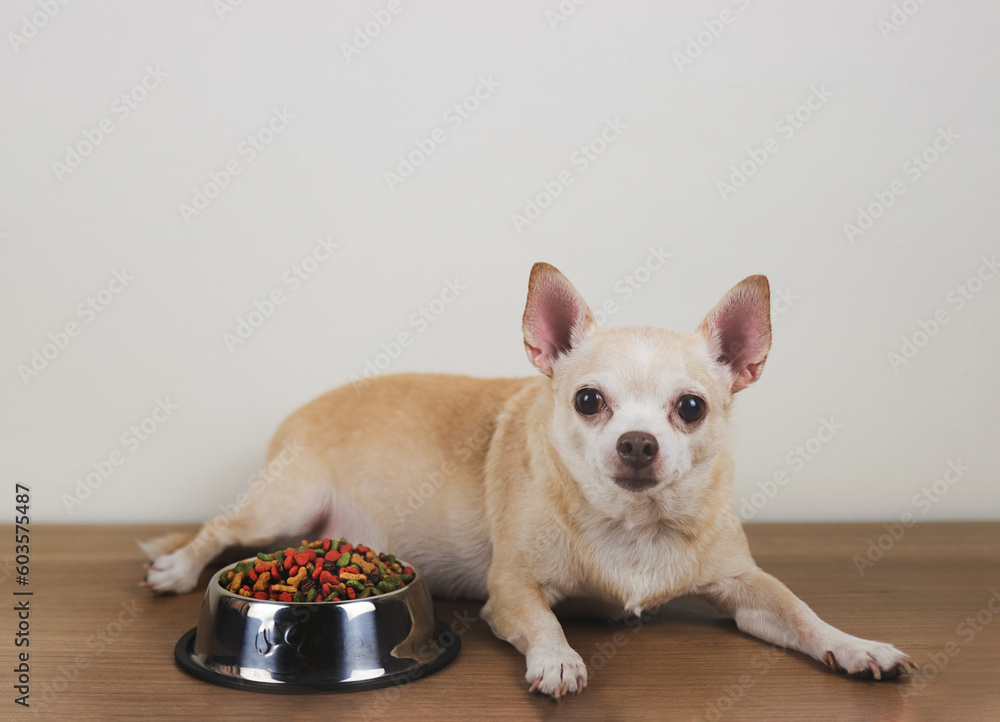 healthy brown short hair  Chihuahua dog lying down with a bowl of dry dog food on wooden floor,looking at camera.