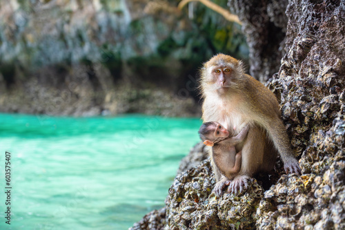 Monkey and its baby at Monkey Beach, Koh Phi Phi Island - Thailand, Asia