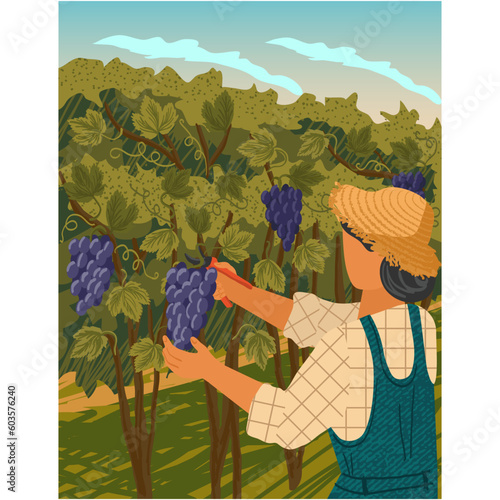 Man harvesting at vineyard field cartoon vector