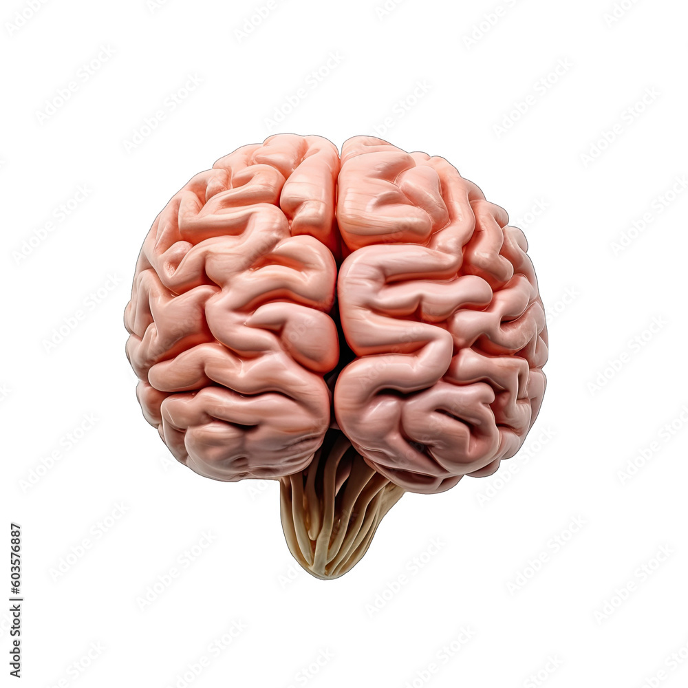 a brain of a human a brain of a human